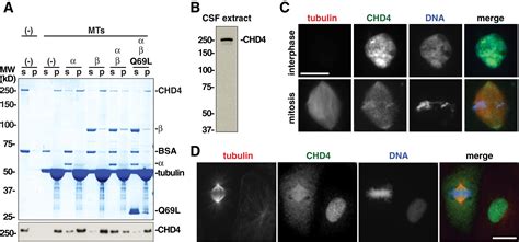CHD4 Is a RanGTP.
